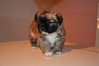 CHIOT