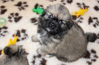 CHIOT