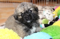 CHIOT