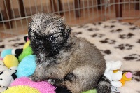 CHIOT