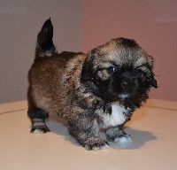 CHIOT