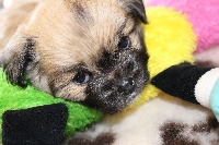 CHIOT